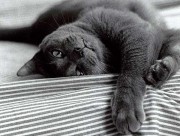 FRED SE REPOSE